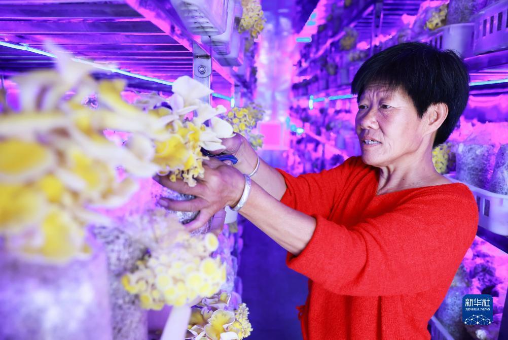 免费炸三张金花游戏下载豆子